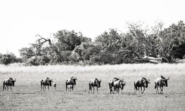 Wildebeest, Okavango Delta, Botswana, Africa