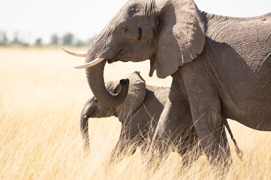 Elephants,Okavango Delta, Botswana, Africa