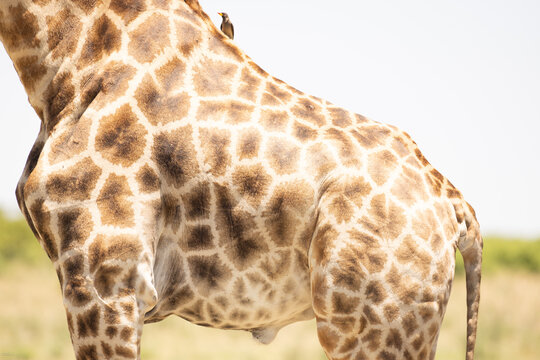 Giraffe, Okavango Delta, Botswana, Africa