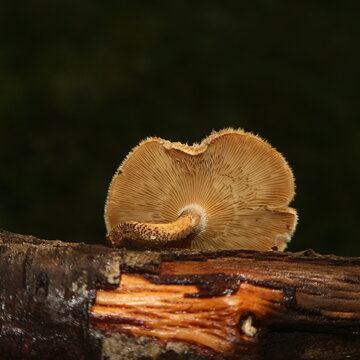 mushrooms on a tree