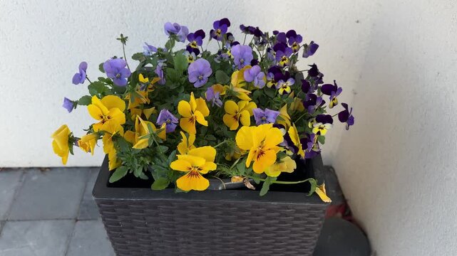 Colorful pansies in dark planter pot