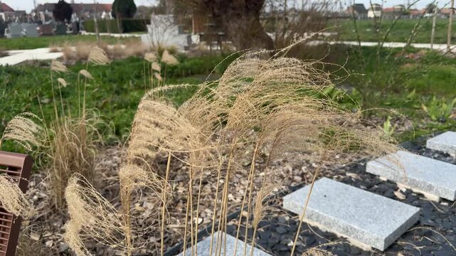 Dried feathery grasses at cemetery memorial