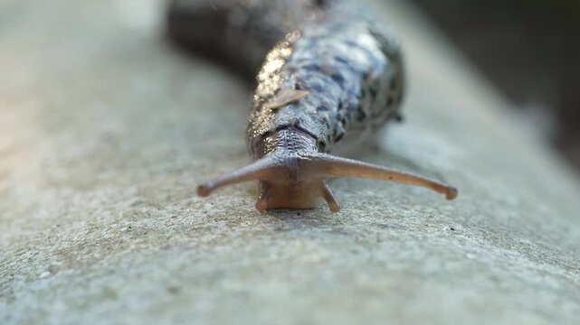 Extreme Macro Close Up of a Grey Slug Moving on Concrete Surface with Tentacles Extending and Retracting