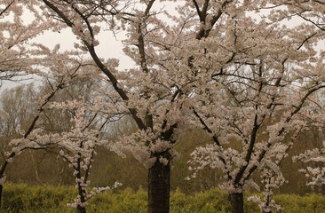 Fototapeta premium Garden scenery with rows of white flowering trees in spring