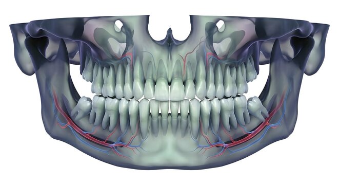 Hyper-Realistic 3D Medical Illustration of Human Dental Panorama with Mandibular Nerves on White Background.