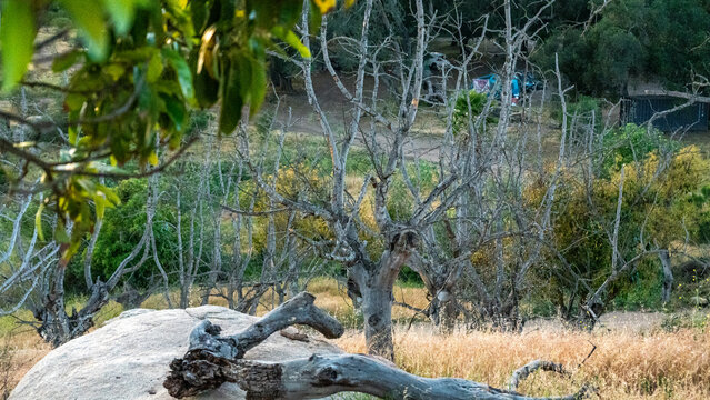View of Splitrock Baby Oaks with bare branches and granite boulders among dry grass and green foliage in Fallbrook, California, United States.