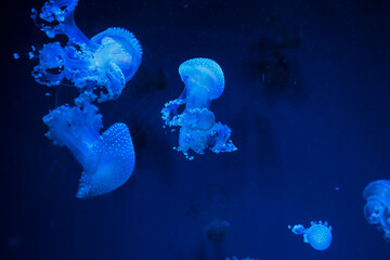 Colorful jellyfish swim in a dark aquarium at night in a marine exhibit with bright blue lighting © ir1ska