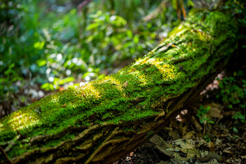 Obraz premium Sunlight hitting green moss on a fallen tree trunk in the forest