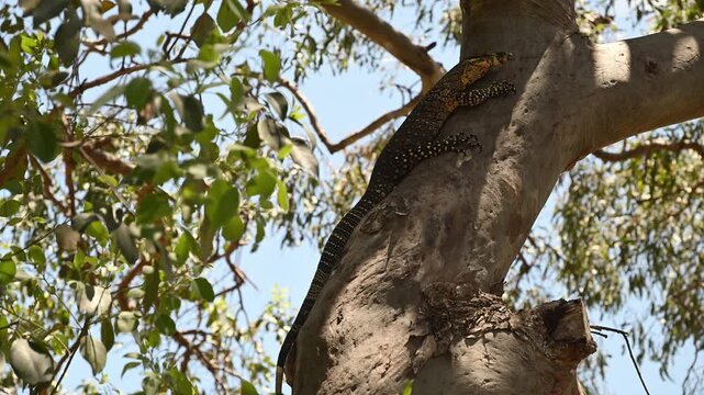 Large lace monitor lizard,  Varanus varius, resting in tropical tree on Fraser Island K'gari, Queensland, Australia. Exotic wildlife in coastal paradise, popular travel and off-road destination.