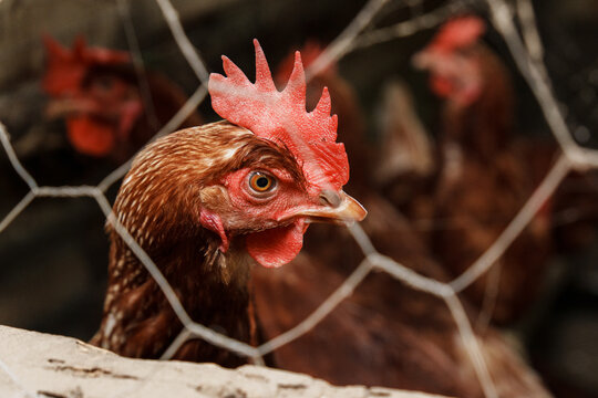 Free range chicken looking through wired fence