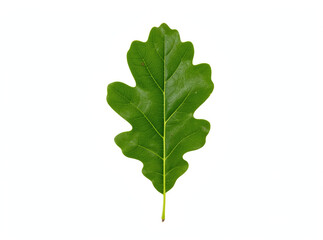 Fototapeta premium A lone green leaf on a simple white background