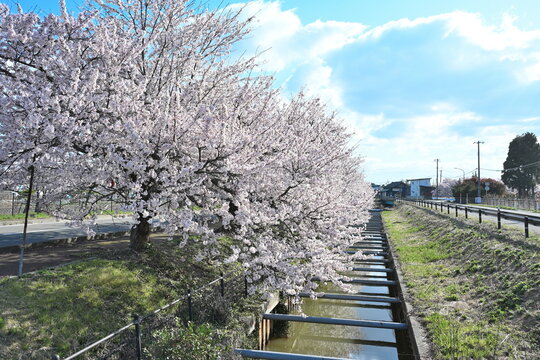 すご堀の桜並木（新潟県新潟市江南区）