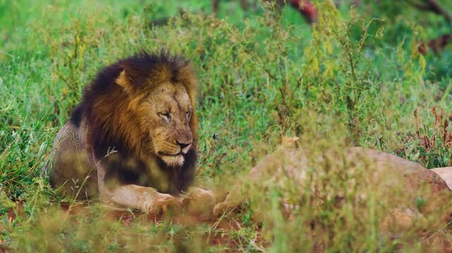 A male lion with two Lionesses lying together during mating or breading season in south africa.