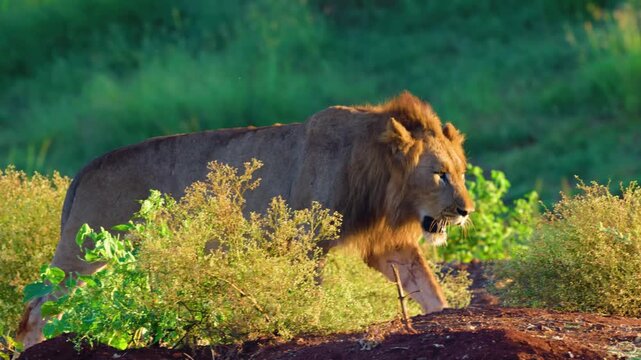 A big mighty african Male Lion walking in slow motion.