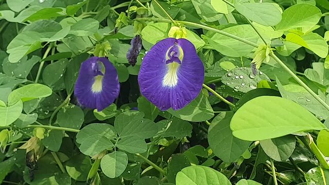 small purple flowers and green foliage