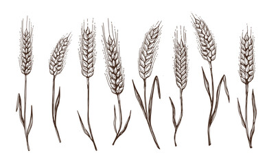 Naklejka premium Wheat bread ears hand drawn vector illustration. 