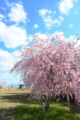 Naklejka premium 満願寺公園の桜と広場（新潟県新潟市秋葉区）