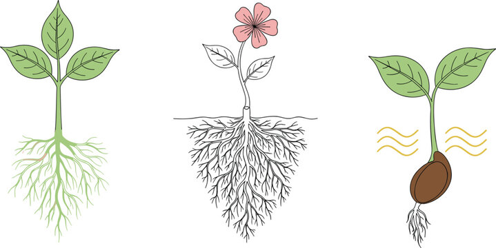 Cartoon illustrated plant growth stages collection showing seed germination young sprout flowering plant roots leaves stem educational botanical artwork scene