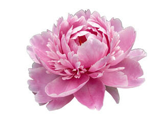 Obraz premium A pink flower with green leaves in the background