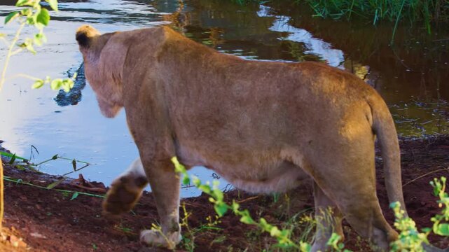 A nile crocodile attacks an African Lioness. Lion vs Crocodile.