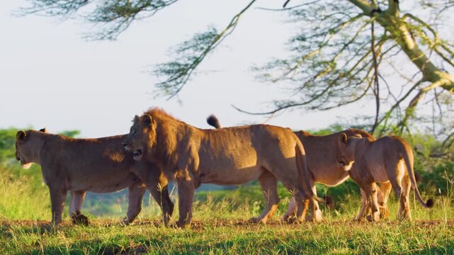 Slow motion footage of a pride or family of afrcian lions in Savanah.