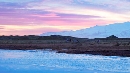 Scandinavian fields with many mooses, beautiful animals walking around icelandic countryside with pink sky. Wildlife in frozen iceland nature with landscapes and arctic scenery. Handheld shot. © DC Studio