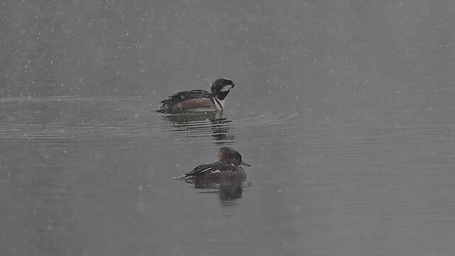 ducks on the water, ducks in the water, bird on the snow, nature, season, Canada, Alberta, weather, outdoor, landscape, winter, Hooded Merganser couple, wildlife, wild