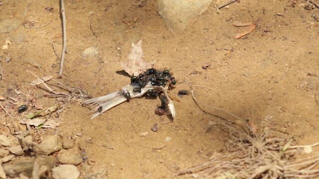 Flies on a remains of a fish on the ground near a lake.  Likely from a fisherman since hooks, fishing line and other plastic trash was found nearby