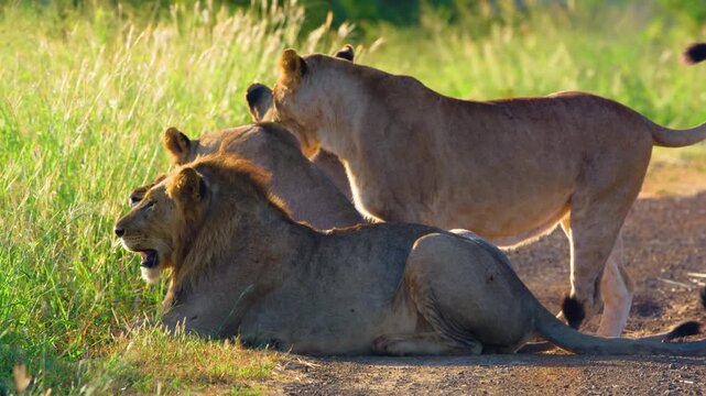 A harem of Four lions lying and resting after a hearty meal in the wild nature of the African Savannah. Pride of lions.