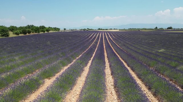 Vue a&eacute;rienne de champs de lavande en plein &eacute;t&eacute;