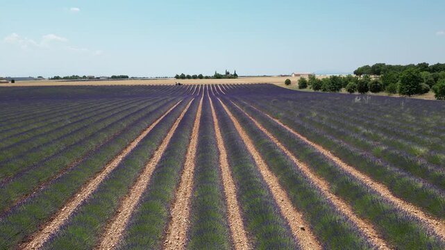 Vue a&eacute;rienne de champs de lavande en plein &eacute;t&eacute;