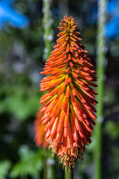 Saint Affrique (Aveyron) - Vue macroscopique d'un du tison de satan (kniphofia)