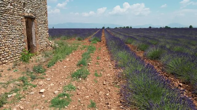 Vue a&eacute;rienne de champs de lavande en plein &eacute;t&eacute;