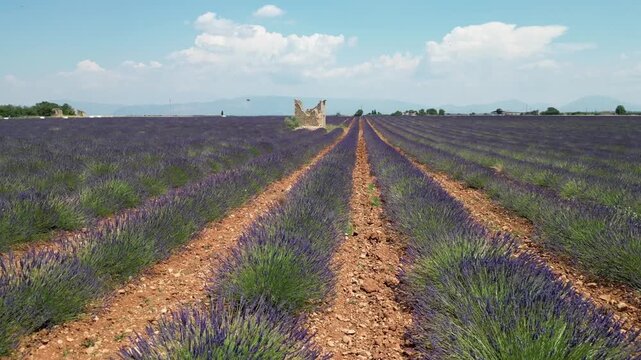 Un champ de lavande dans le sud de la France en plein &eacute;t&eacute;