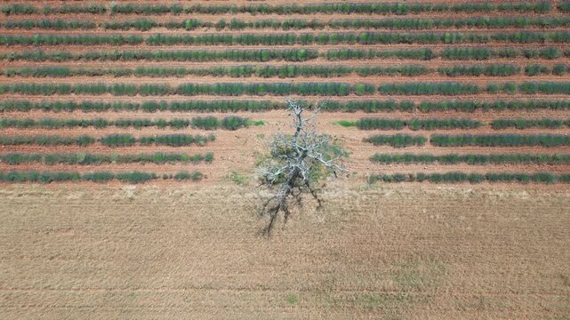 Un arbre au milieu d'un champs de lavande