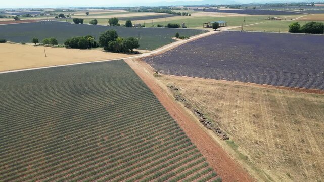 Vue a&eacute;rienne de champs de lavande en plein &eacute;t&eacute;