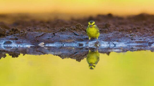 Close up of the yellow-fronted canary (Crithagra mozambica) near a mud in south africa.
