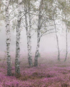 View of slender birch trees with white bark standing in a field of blooming purple heather shrouded in thick morning mist Palmiry, Masovian Voivodeship, Poland.