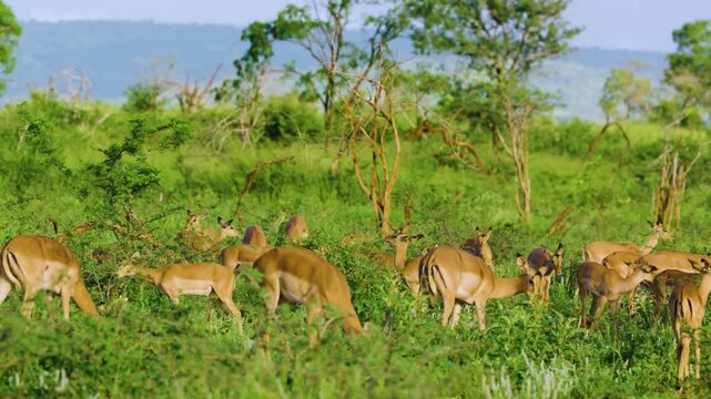 A herd of impala or rooibok (Aepyceros melampus) grazing in Savanah.