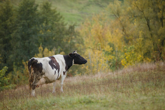 Holstein cow grazing on autumn pastureland