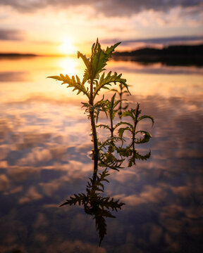 View of a small green plant emerging from calm lake water with golden sunset reflections and a distant shoreline under a soft sky Piaski, Warmian-Masurian Voiv, Poland.