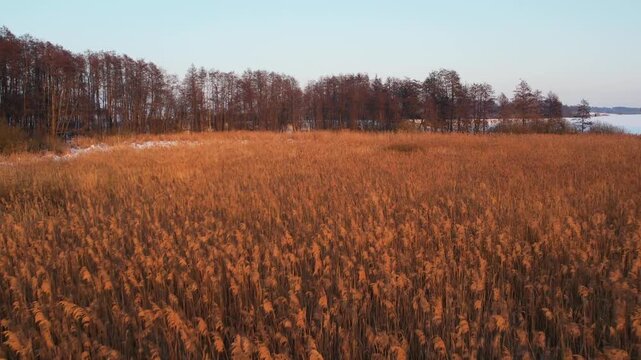 Low altitude drone flight over golden reed field at sunset.