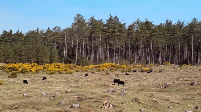 Hebridean Black Welsh Sheep Grazing in Newborough National Nature Reserve Forest, Isle of Anglesey, North Wales, UK