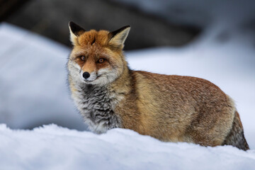 Obraz premium fox in the snow