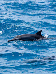 Naklejka premium dolphin in the water