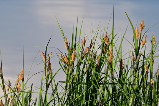 Fresh water plant in spring time near water