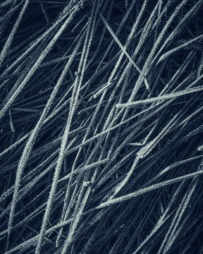 View of frozen grass blades covered in white hoarfrost during a cold winter morning Nowe Gniewniewice, Masovian Voivodeship, Poland.