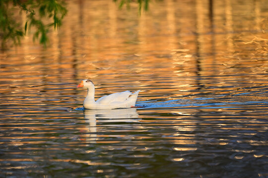 golden reflections of the sun in the lake water