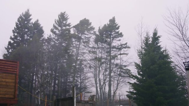 View From Window Backyard Trees Bending Under Strong Wind And Rain Halifax Nova Scotia Canada Severe Storm Hurricane Conditions Residential Neighborhood Weather 4K