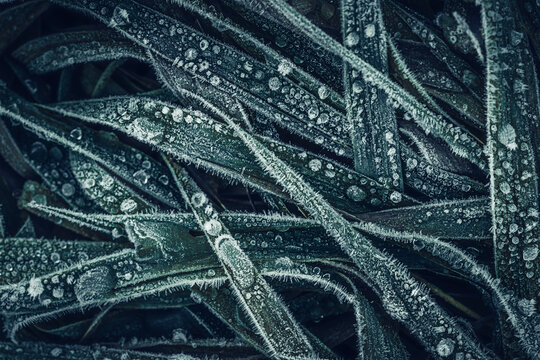 View of frozen grass blades covered in delicate frost crystals and icy water droplets in a dark winter field Nowe Gniewniewice, Masovian Voivodeship, Poland.